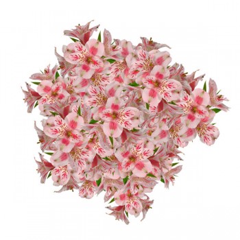 FTD Alstroemeria (Colors May Vary)